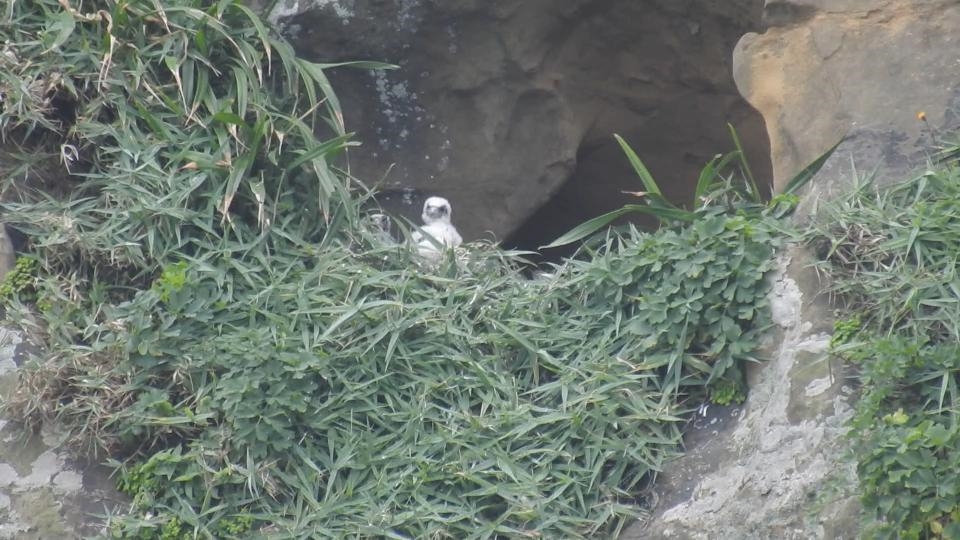 異言堂∕開放飼養老鷹鳥會憂過境遊隼遭盜獵 飼主籲：打晶片實名制