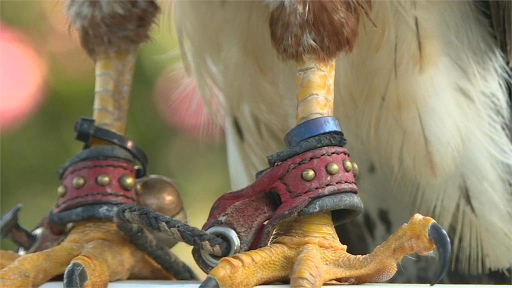 異言堂∕開放飼養老鷹鳥會憂過境遊隼遭盜獵 飼主籲：打晶片實名制
