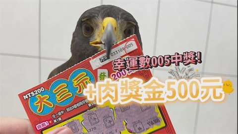 遇到神鳥!老鷹幫選刮刮樂竟「連續中獎」 飼主猛親牠嗨喊:明天加菜
