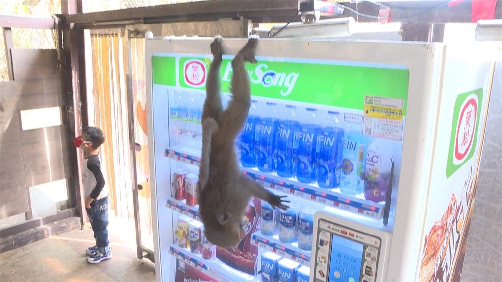 民眾壽山動物園「獼猴驚魂」　獼猴嬰兒車被包圍還狂翻包包