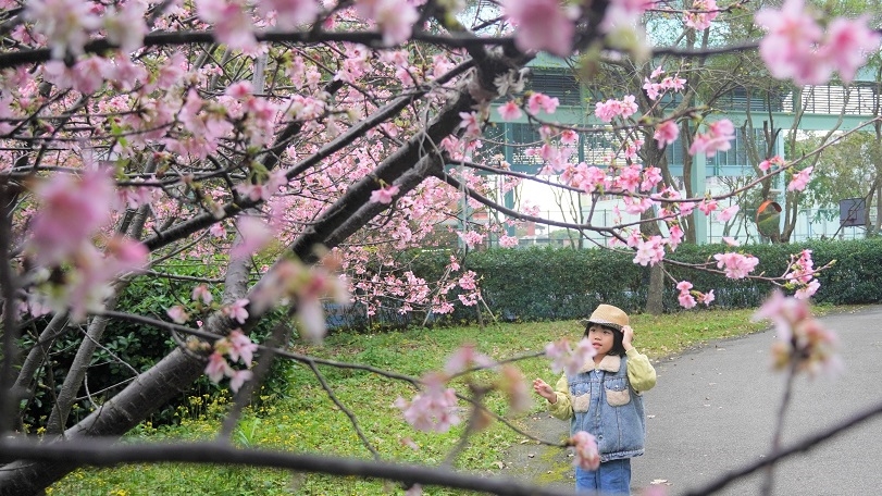 不用人擠人！　到八里櫻花秘境來場浪漫邂逅
