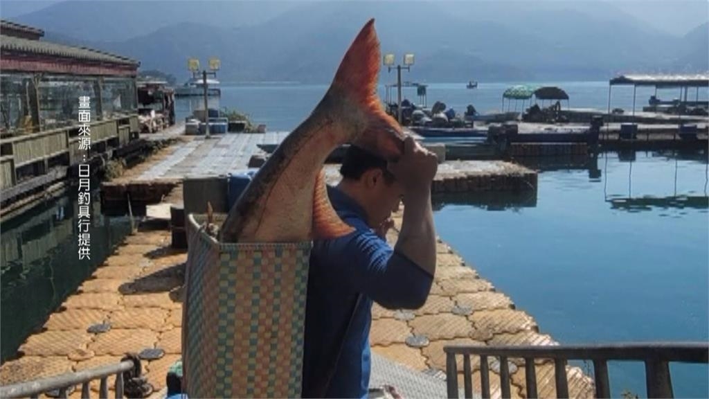 日月潭捕獲巨型大頭鰱45.5台斤　友情價賣給餐廳