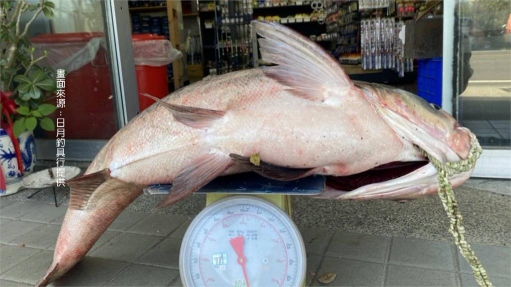 日月潭捕獲巨型大頭鰱45.5台斤　友情價賣給餐廳
