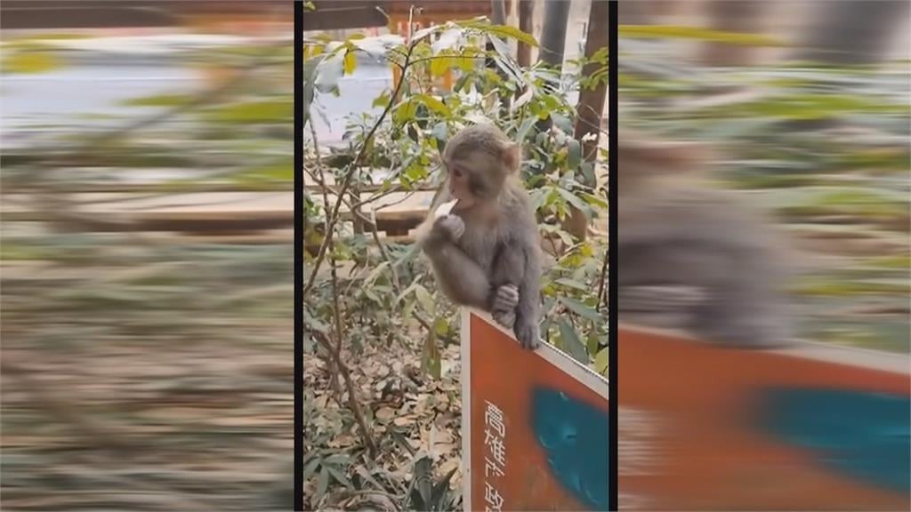 柴山爬山驚見獼猴吃這東西 女山友直喊「不要吃肚子會痛痛」