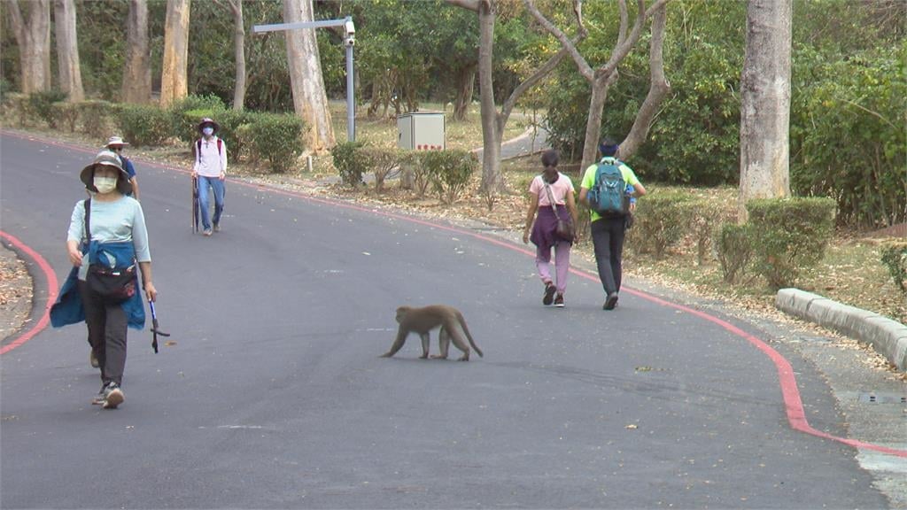 柴山爬山驚見獼猴吃這東西 女山友直喊「不要吃肚子會痛痛」