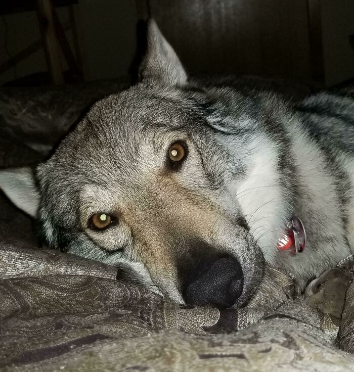 是狼還是狗狗？毛孩「越長越大」開心撒嬌網笑：好甜蜜的負擔