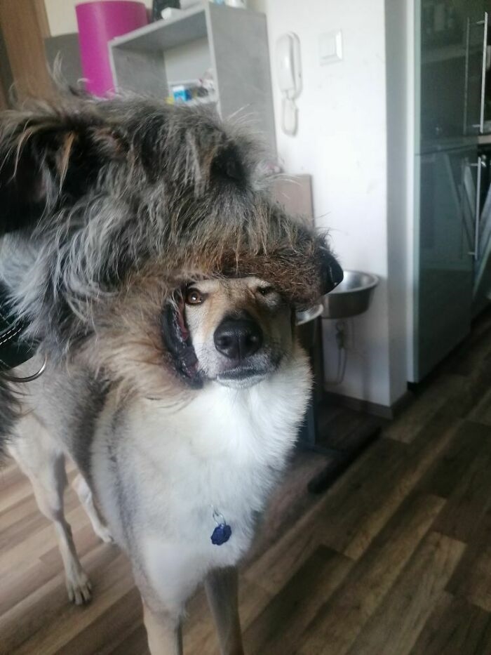 是狼還是狗狗？毛孩「越長越大」開心撒嬌網笑：好甜蜜的負擔