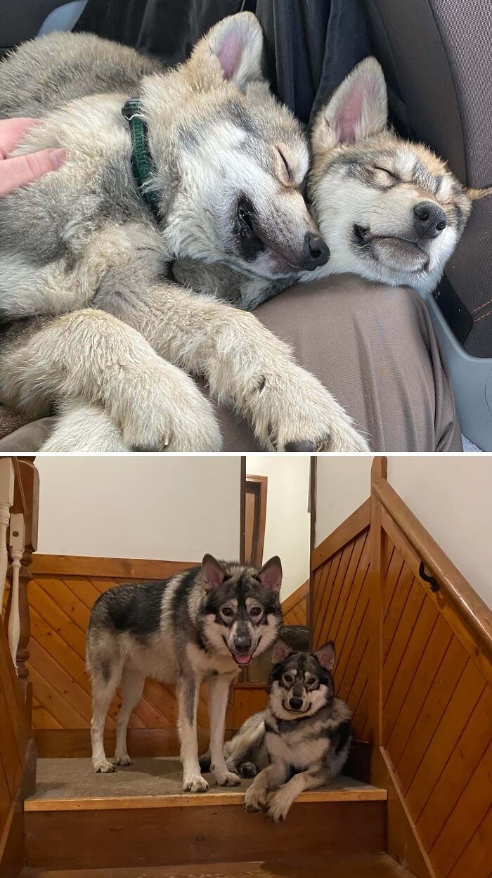 是狼還是狗狗？毛孩「越長越大」開心撒嬌網笑：好甜蜜的負擔