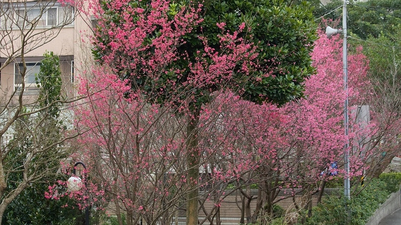 造訪二叭子植物園　健行賞櫻春日好休閒
