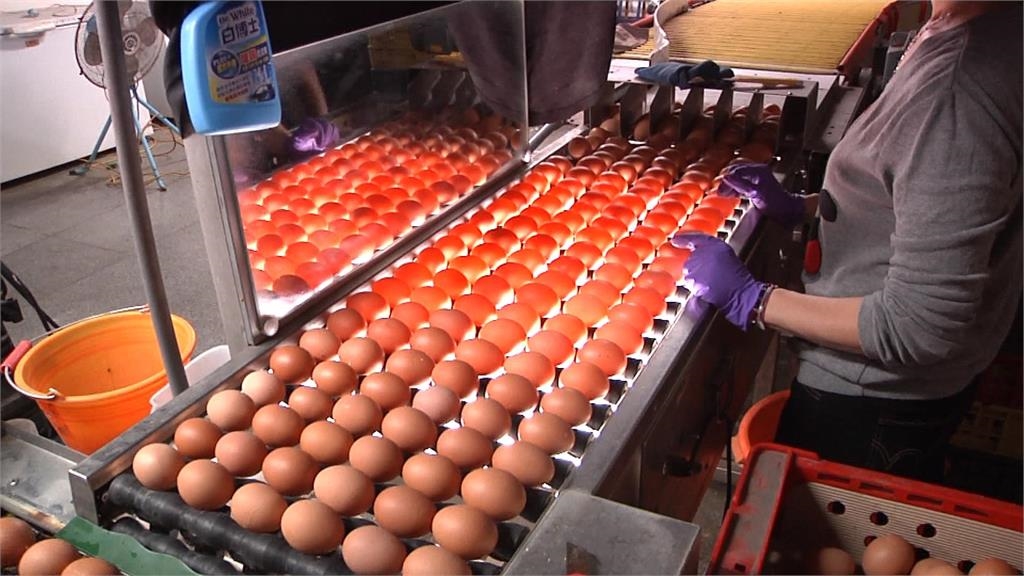 雞蛋漲2元！民眾喊貴：無奈接受　養雞蛋農：雞隻大量死亡早該漲