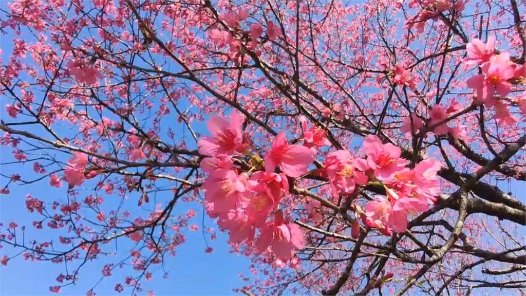 宜蘭賞櫻亂象! 燈篙林道車輛亂停與人爭道