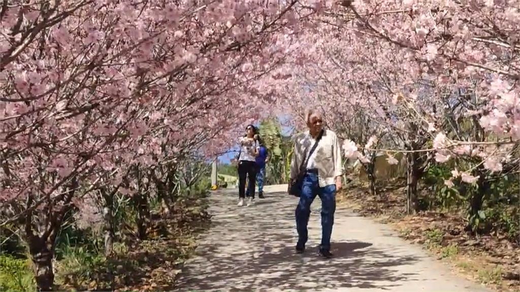 宜蘭賞櫻亂象! 燈篙林道車輛亂停與人爭道