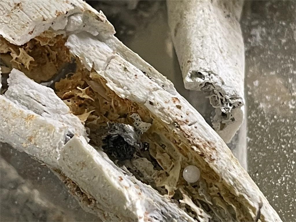 人間僅3顆流傳2500年「佛陀真身舍利」　1顆在台灣這裡