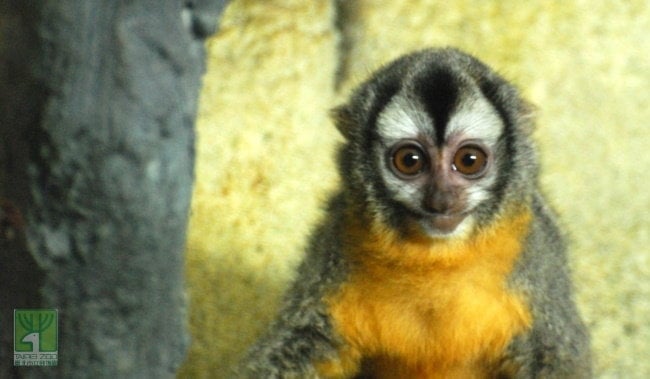 動物界10大睡神!樹懶竟只排第2…冠軍超猛「每天只清醒15分鐘」