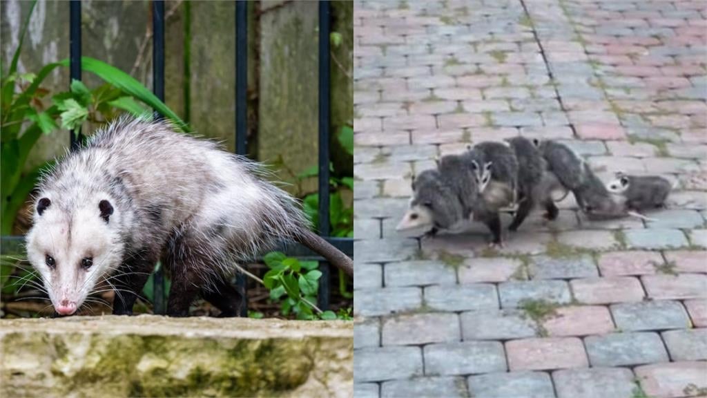 動物界10大睡神!樹懶竟只排第2…冠軍超猛「每天只清醒15分鐘」