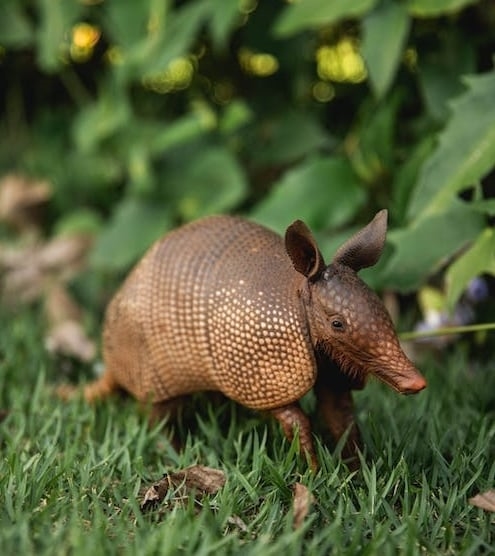 動物界10大睡神!樹懶竟只排第2…冠軍超猛「每天只清醒15分鐘」