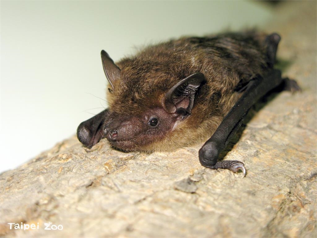 動物界10大睡神!樹懶竟只排第2…冠軍超猛「每天只清醒15分鐘」