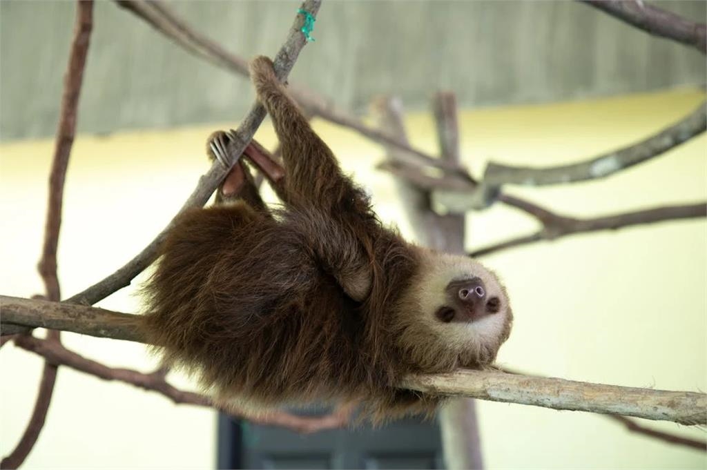動物界10大睡神!樹懶竟只排第2…冠軍超猛「每天只清醒15分鐘」