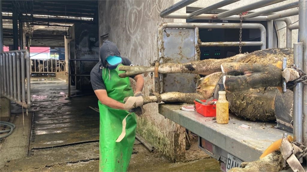 牛穿夾腳拖真相揭密　深藏飼主滿滿貼心