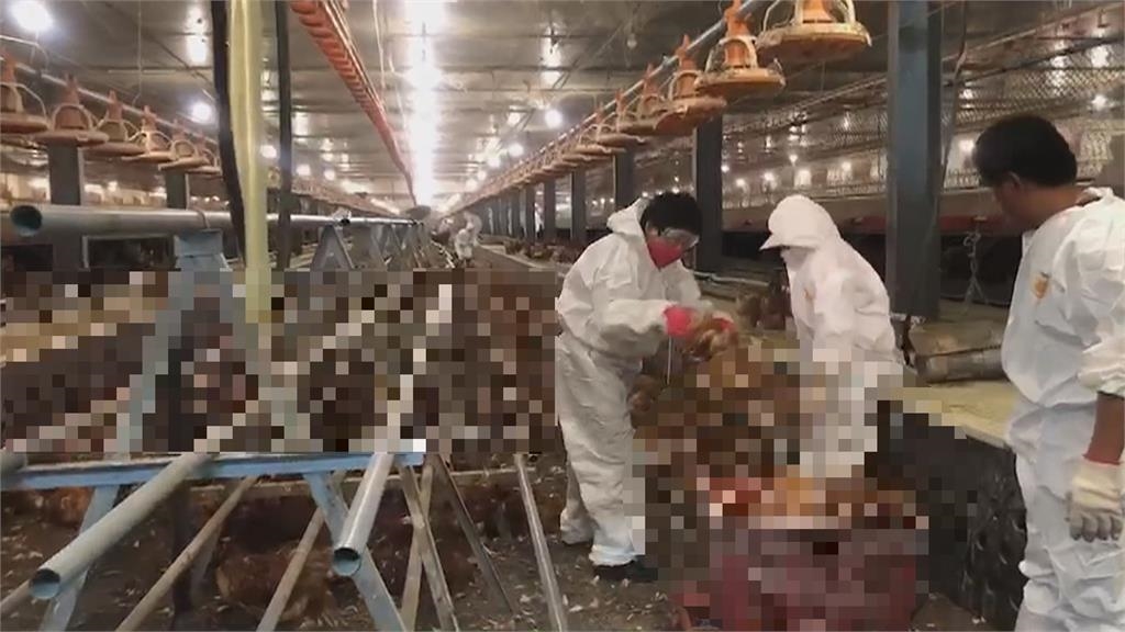 屋漏偏逢連夜雨！　嘉義蛋雞場染禽流感　撲殺3.6萬隻蛋雞