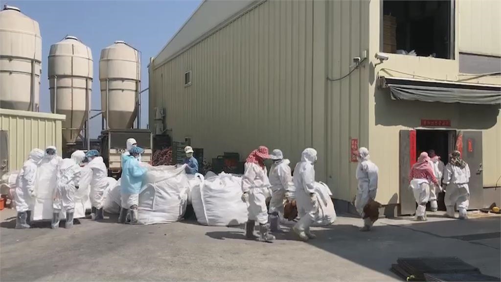 屋漏偏逢連夜雨！　嘉義蛋雞場染禽流感　撲殺3.6萬隻蛋雞