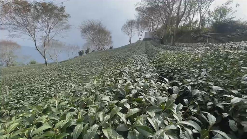 嘉義梅山鄉大風埕爆紅！　茶園一片連綿...遊客湧入「超級八卦陣」