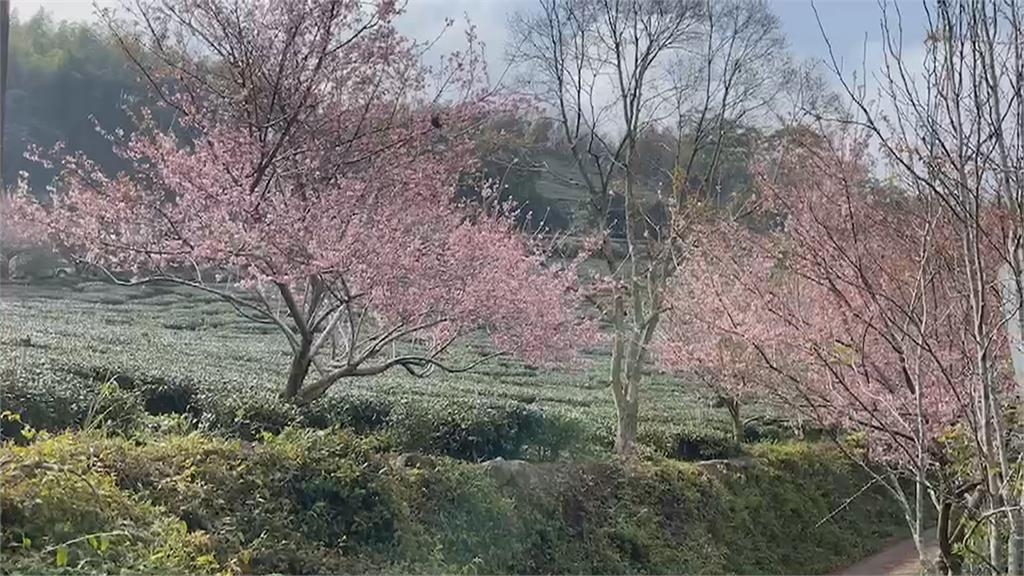 嘉義梅山鄉大風埕爆紅！　茶園一片連綿...遊客湧入「超級八卦陣」