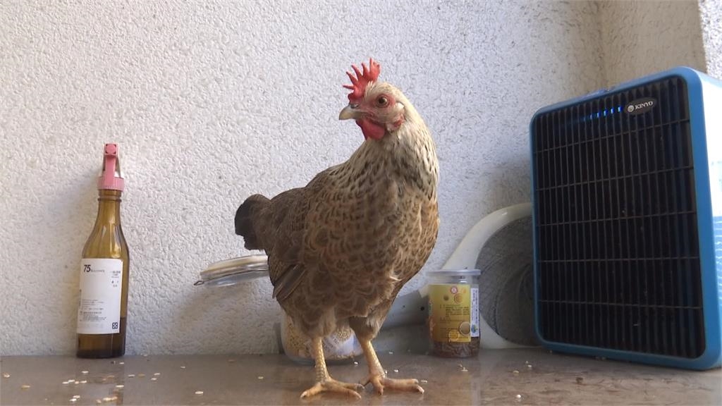 缺蛋! 日月潭阿婆茶葉蛋每顆漲為15元 網紅名店加購外帶限2顆