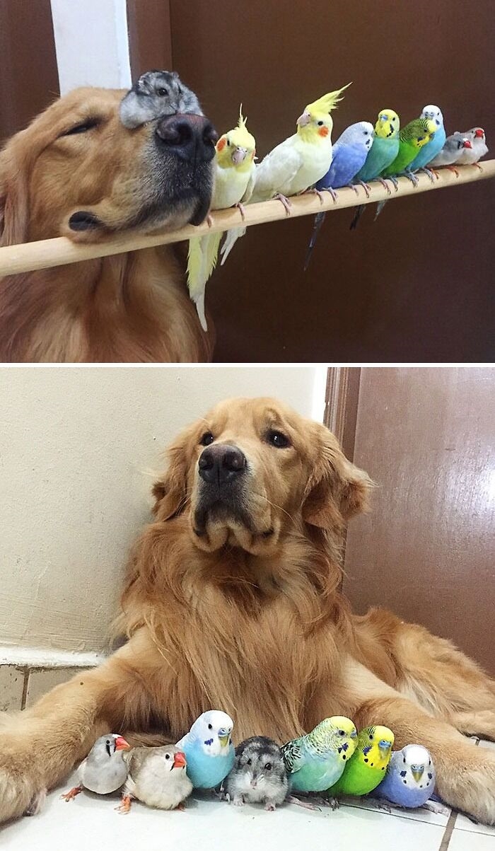 在天空飛的二哈！？　20張網友提供的「鸚鵡爆笑照」說服你把牠帶回家!