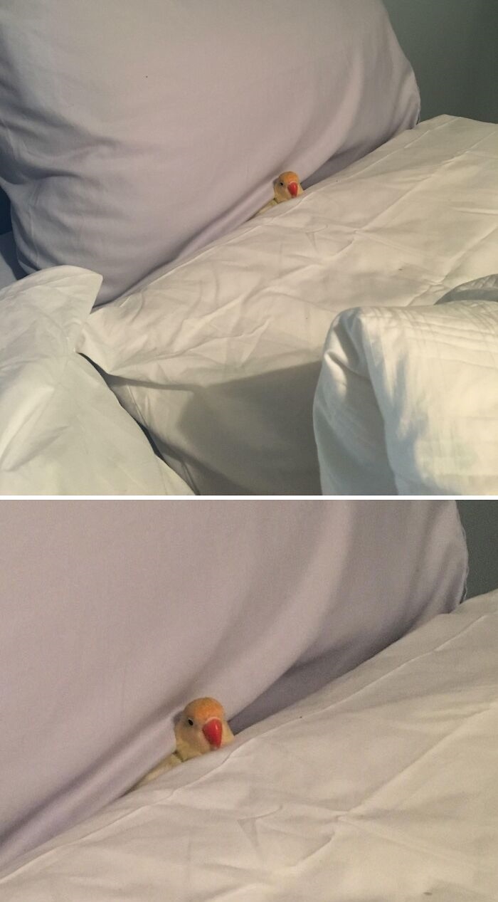 在天空飛的二哈！？　20張網友提供的「鸚鵡爆笑照」說服你把牠帶回家!