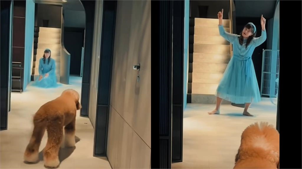 羅志祥愛犬見「朱碧石」崩潰吠叫！嚇到「漏尿狂逃」49秒搞笑畫面曝