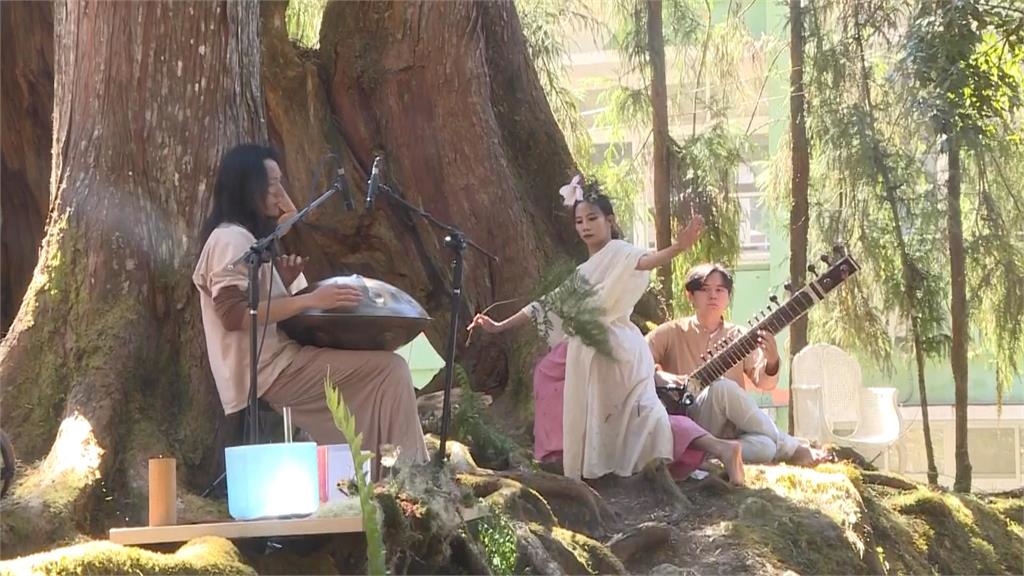 賞櫻了!阿里山櫻花季開跑 櫻王含苞待放三月底盛開