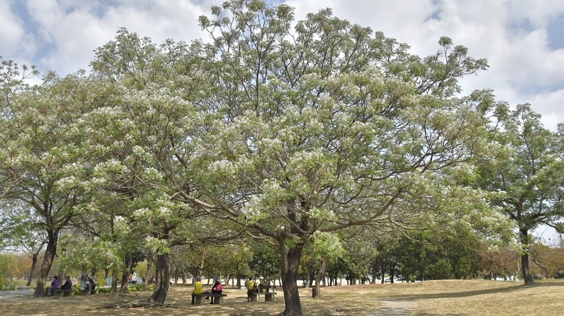 芬芳美麗滿枝椏 「雄」清香ㄟ楝樹花開ing!