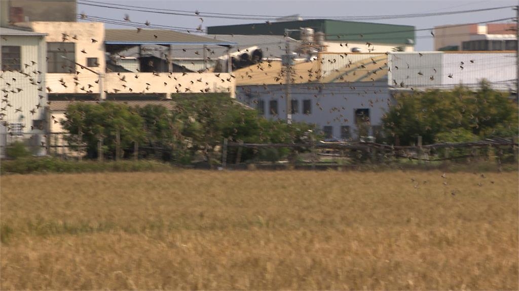 敲鑼打鼓嚇不跑　「鳥賊」空襲小麥田黑一片