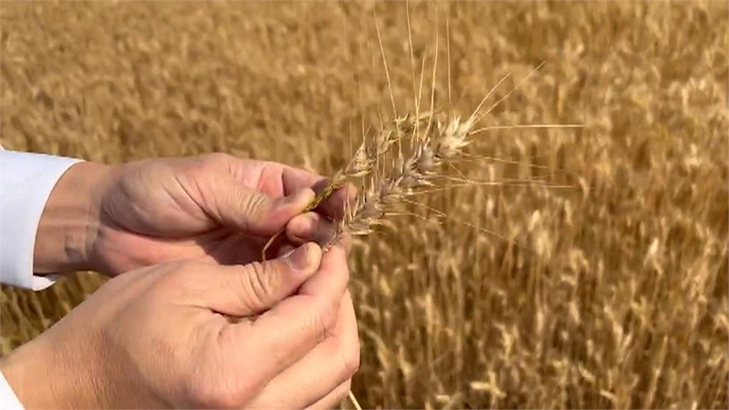 敲鑼打鼓嚇不跑　「鳥賊」空襲小麥田黑一片