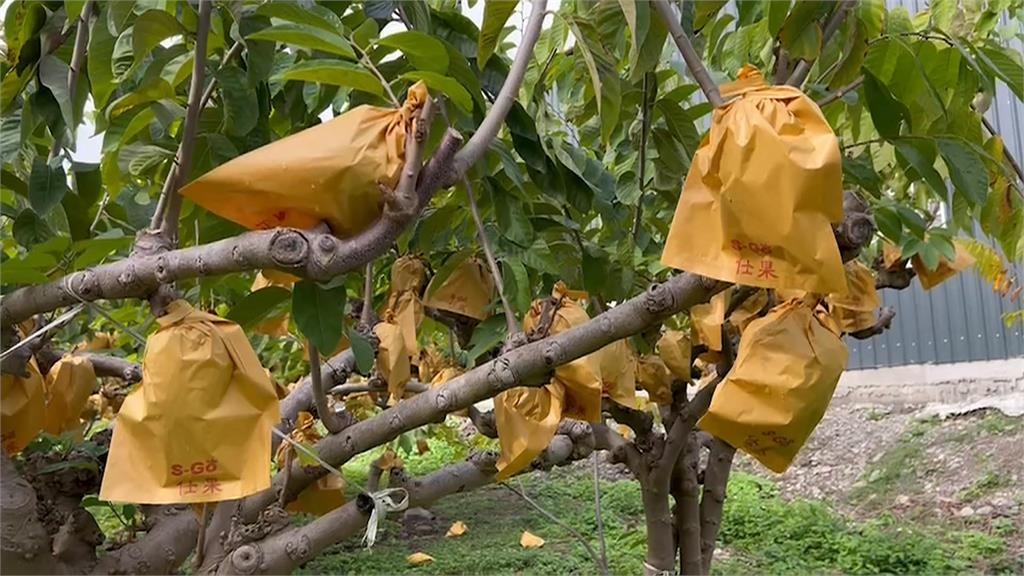 中央阻擋「鳳梨釋迦」赴中洽談? 劉櫂豪:刻意誤解