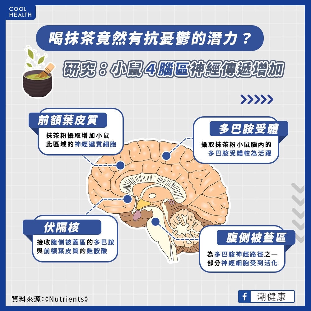 抹茶具有抗憂鬱潛力？  日研究曝：4大腦區神經傳遞增加