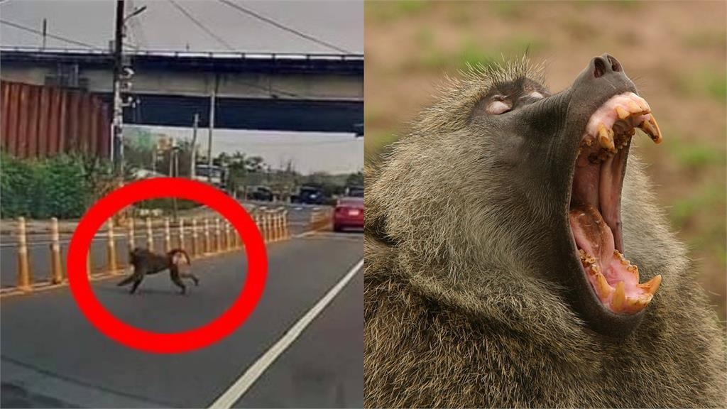 有「狒」出沒！桃園路上驚見狒狒竄逃「天性凶狠」犬齒如同獅子可怕