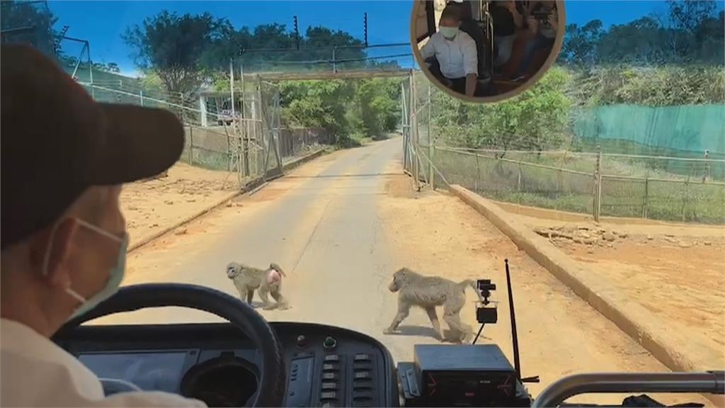 六福村清點狒狒沒少還「多1隻」　收養這麼多全因「ㄅㄆㄇ猴園」
