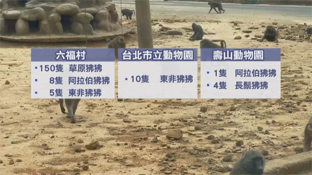 六福村清點狒狒沒少還「多1隻」　收養這麼多全因「ㄅㄆㄇ猴園」