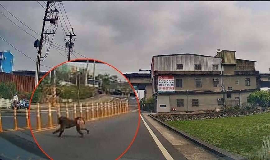 狒狒仍在逃！網歪樓「六福村養100多隻幹嘛？」內行人曝真相