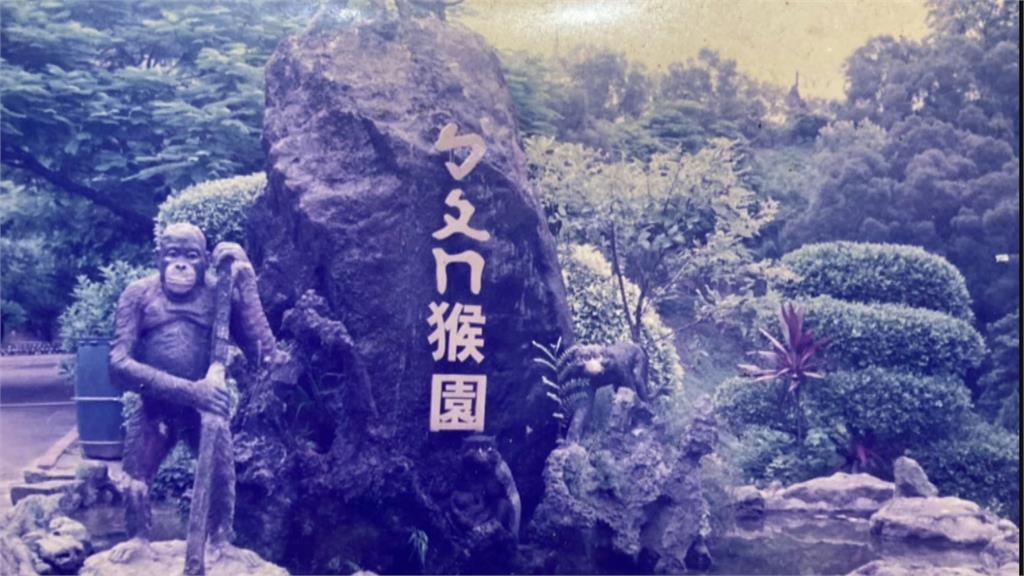 狒狒仍在逃！網歪樓「六福村養100多隻幹嘛？」內行人曝真相