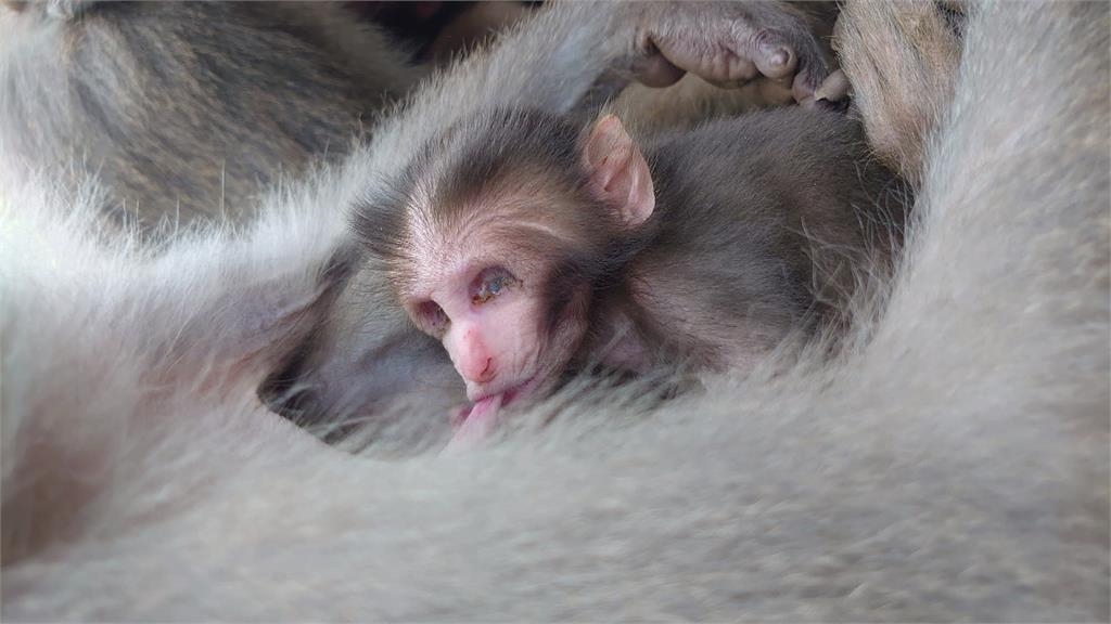 右眼金色、左眼藍色超稀奇　高雄柴山目擊「異色瞳」獼猴