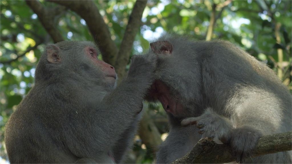 右眼金色、左眼藍色超稀奇　高雄柴山目擊「異色瞳」獼猴