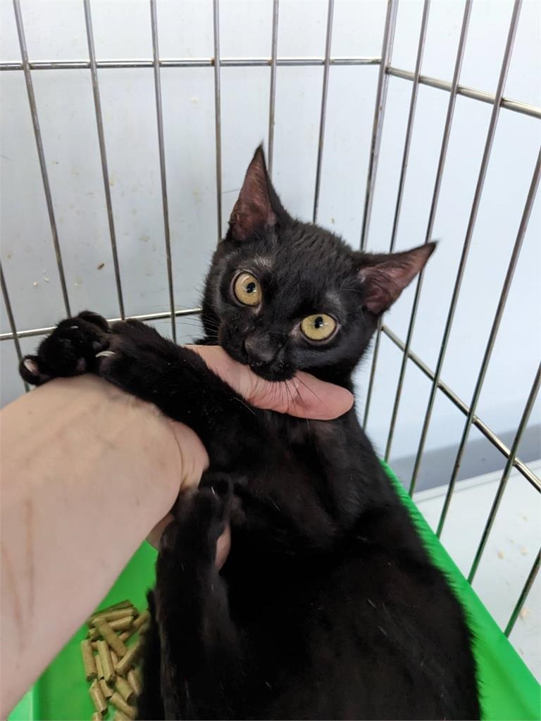 收容所黑貓「興奮到模糊」崩壞照瘋傳！網一看笑歪：把你阿嬤賣掉