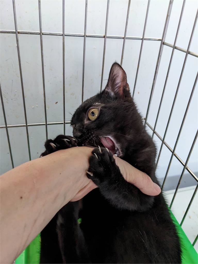 收容所黑貓「興奮到模糊」崩壞照瘋傳！網一看笑歪：把你阿嬤賣掉