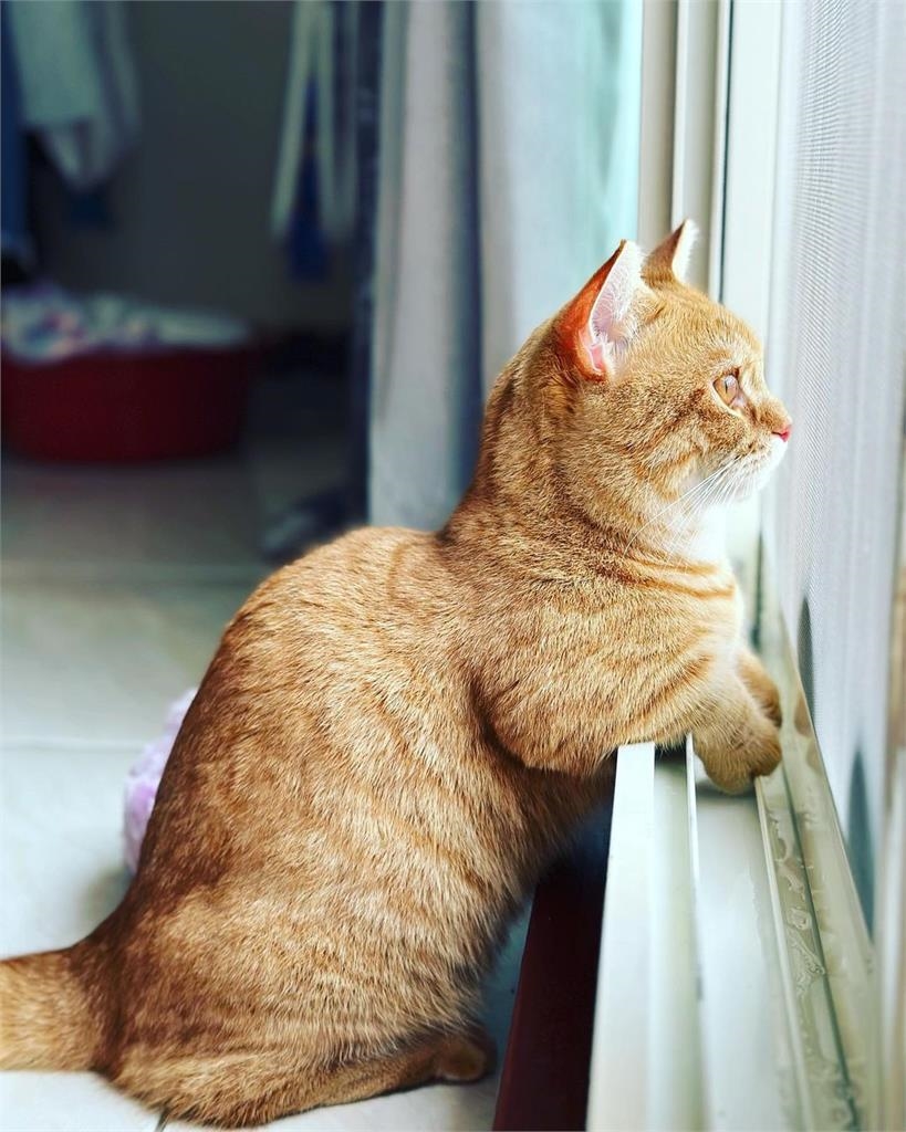 重看好幾次!短腿橘貓不讓掃地機器人回家 「伸毛掌阻擋」網:有家歸不得