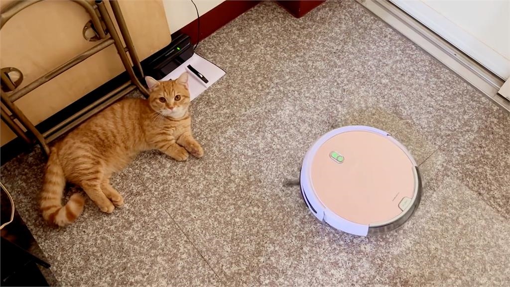 重看好幾次!短腿橘貓不讓掃地機器人回家 「伸毛掌阻擋」網:有家歸不得