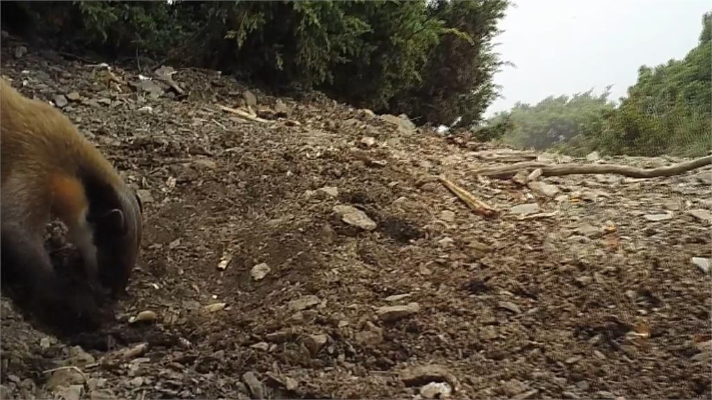 「黃色閃電」黃喉貂喜結伴 「雄性結盟」為獲取更多食物