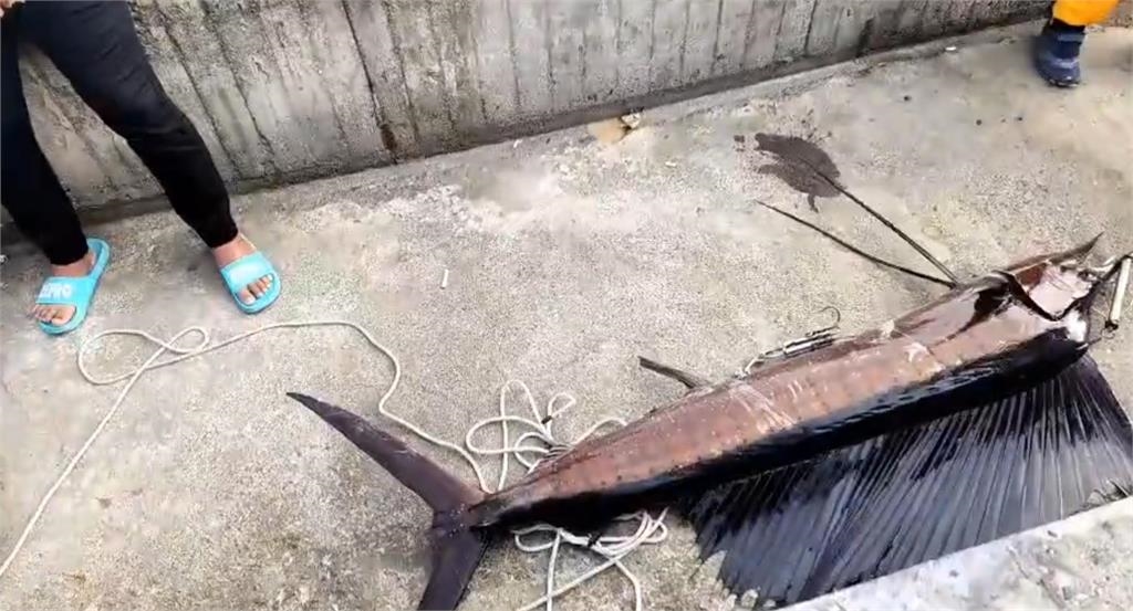 快新聞／台東富岡漁港釣到巨型旗魚　身長「2.4公尺比人還高」
